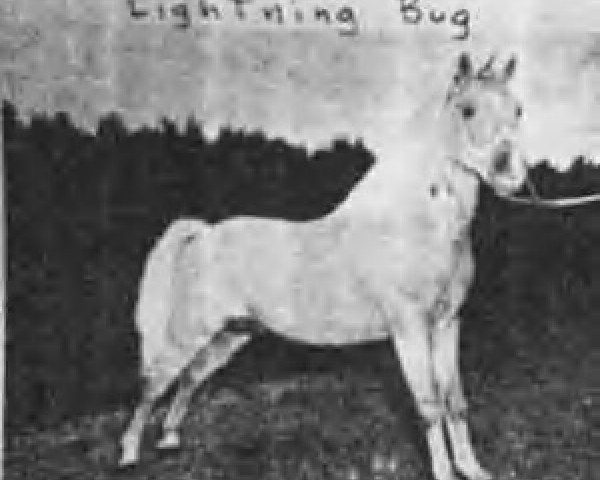 stallion Lightning Bug (American Classic Shetler. Pony, 1952, from Realization)