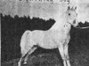 Deckhengst Lightning Bug (American Classic Shetl. Pony, 1952, von Realization)