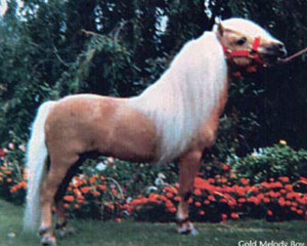 Deckhengst Gold Melody Boy (American Classic Shetl. Pony, 1962, von Lightning Bug)