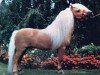 stallion Gold Melody Boy (American Classic Shetler. Pony, 1962, from Lightning Bug)