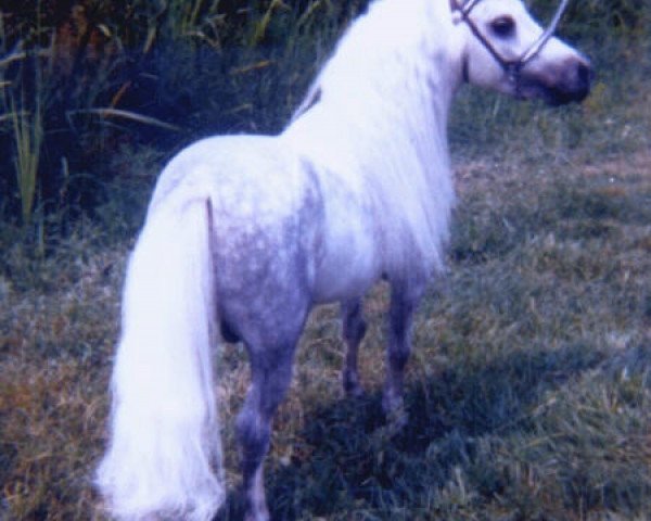 stallion Flying W Farms Little Blue Boy (American Miniature Horse, 1975, from Ohios Tiny Tim)