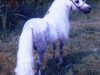 Deckhengst Flying W Farms Little Blue Boy (American Miniature Horse, 1975, von Ohios Tiny Tim)