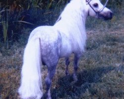 stallion Flying W Farms Little Blue Boy (American Miniature Horse, 1975, from Ohios Tiny Tim)