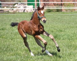 dressage horse Belissima D (Westphalian, 2021, from Belissimo NRW)