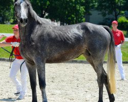 broodmare Heidemelodie KZI (Oldenburg show jumper, 2006, from Chalan)