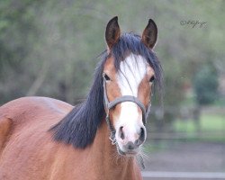 broodmare Catch me Mr. Grey (German Riding Pony, 2019, from Chattanooga)