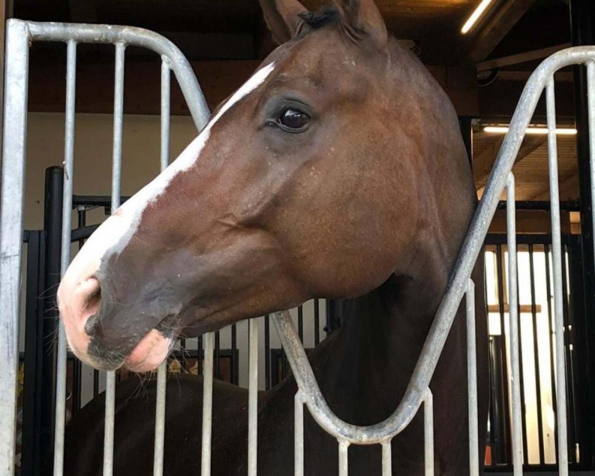 dressage horse Zum Glück 6 (Bavarian, 2014, from Birkhof's Zalando OLD)