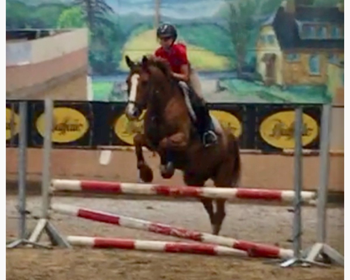 dressage horse Fräulein Rottenmeier (Zweibrücken, 2008, from Abakarde)