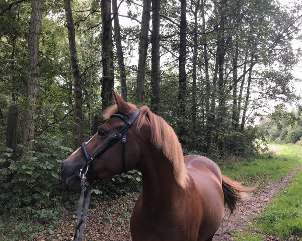 dressage horse Delain (German Riding Pony, 2010, from Don Giovanni WS)