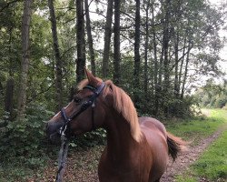 dressage horse Delain (German Riding Pony, 2010, from Don Giovanni WS)