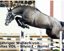 jumper Jazuro B (KWPN (Royal Dutch Sporthorse), 2014, from Dallas VDL Z)