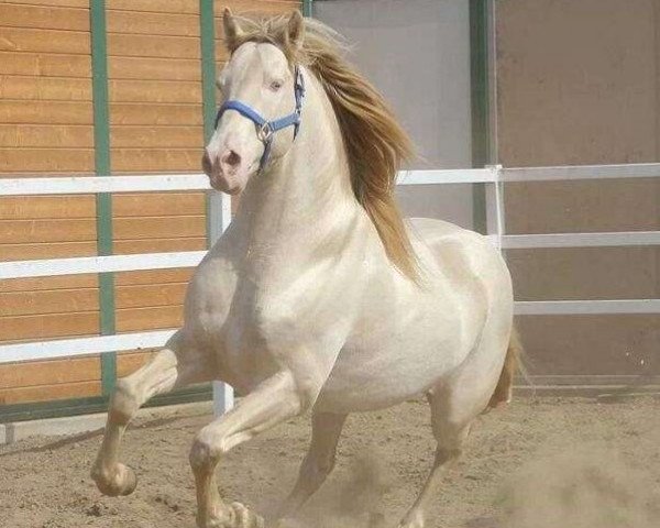 Pferd Ronnie (Andalusier,  )