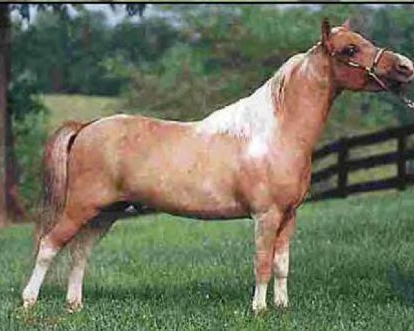 stallion Boones Little Andy (American Miniature Horse, 1984, from J Rs Golden Boy)