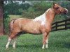 stallion Boones Little Andy (American Miniature Horse, 1984, from J Rs Golden Boy)