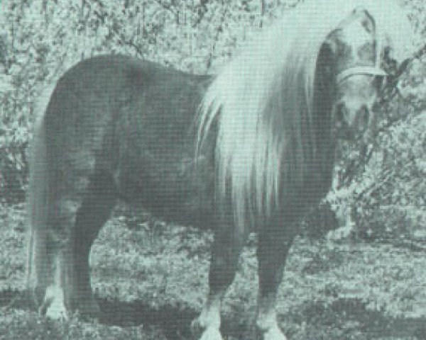 Deckhengst Ayers Mini Red Man Jr (American Miniature Horse, 1973, von Ayers Mini Red Man)