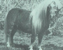 stallion Ayers Mini Red Man Jr (American Miniature Horse, 1973, from Ayers Mini Red Man)