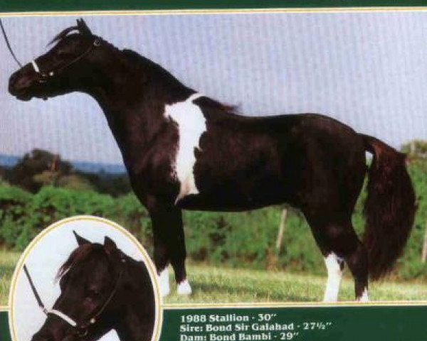 Deckhengst Bond Galahad's Legacy (American Miniature Horse, 1980, von Bond Sir Galahad)