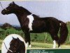 stallion Bond Galahad's Legacy (American Miniature Horse, 1980, from Bond Sir Galahad)