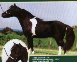 stallion Bond Galahad's Legacy (American Miniature Horse, 1980, from Bond Sir Galahad)