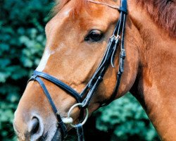 horse Cha Cimba (Rhinelander,  , from Captain)