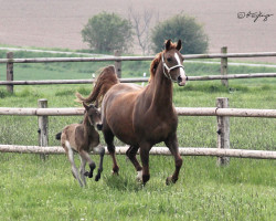 broodmare Donna Clara (Hanoverian, 2005, from Don Frederico)