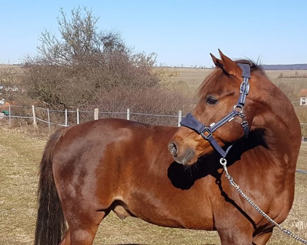 Dressurpferd Otti (Deutsches Reitpony, 2003, von Out-Break)