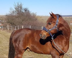 dressage horse Otti (German Riding Pony, 2003, from Out-Break)