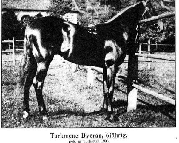 Deckhengst Dyeran (Achal Tekkiner, 1908)