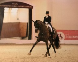 dressage horse Der Graf 2 (Westphalian, 2009, from Damon Hill)