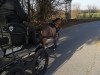 Pferd Paaskamp's Reiderlander (Welsh Mountain Pony (Sek.A), 2012, von Ysselvliedts High-Wood)