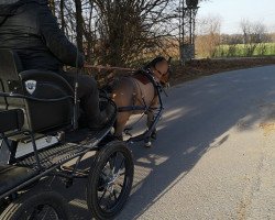 horse Paaskamp's Reiderlander (Welsh mountain pony (SEK.A), 2012, from Ysselvliedts High-Wood)