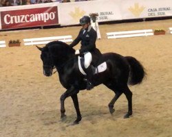 stallion Quinto AP (Pura Raza Espanola (PRE), 2010, from Hilador IX)