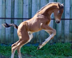 Pferd Chelsea (Hannoveraner, 2021, von Chac Blue)