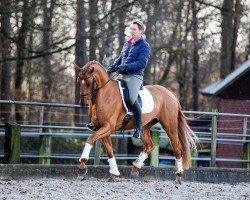 dressage horse Don Rubi (Hanoverian, 2015, from Don Frederico)