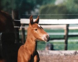 horse Longinus 3 (Westphalian, 2000, from Laurentianer)