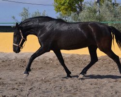 broodmare Utrerana JL (Pura Raza Espanola (PRE), 2005, from Obcecado)