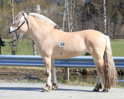 horse Torheims Titan (Fjord Horse, 2017, from Lavrans)