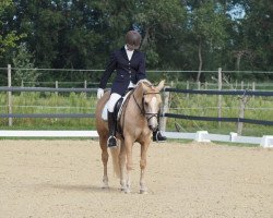 broodmare Orchid's Clarissa (New Forest Pony, 2002, from Berkhof's Higgledy Piggledy)