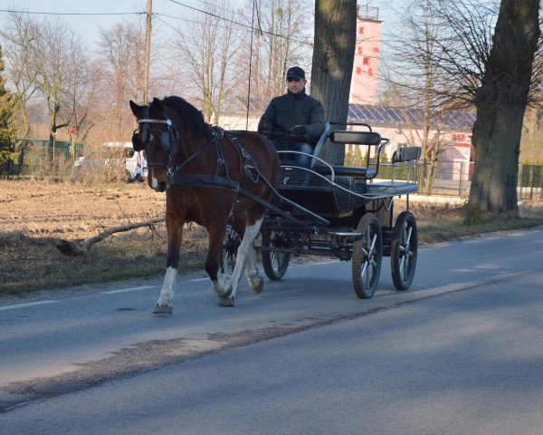 horse Mia (Polish Warmblood, 2011)