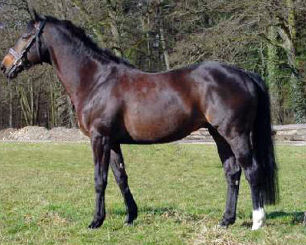 stallion Twen xx (Thoroughbred, 1991, from Königsstuhl xx)