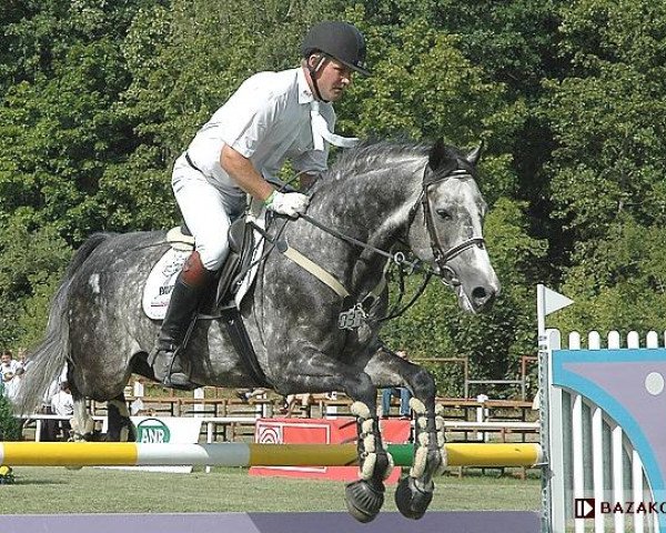 stallion Castillo (Holsteiner, 2000, from Carolus I)