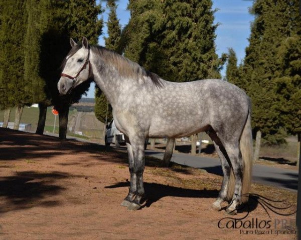 Pferd Kandy (Pura Raza Espanola (PRE), 2015)