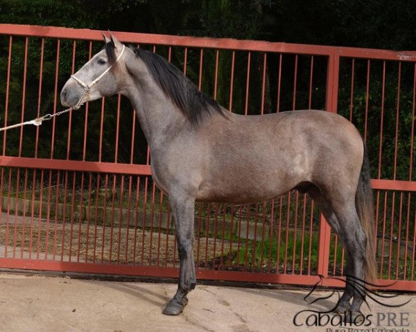 Pferd Apolo (Pura Raza Espanola (PRE), 2015)