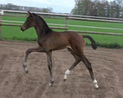 dressage horse Feine Vision (Oldenburg, 2021, from Fynch Hatton)