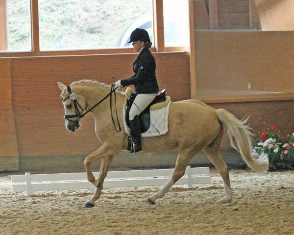 broodmare Brantops Glücksfee (German Riding Pony, 2007, from Brantops Go for Gold)
