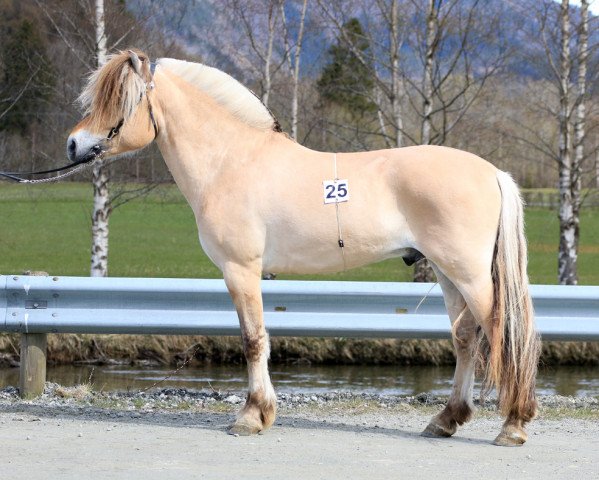 stallion Ferdar (Fjord Horse, 2017, from Kornvin Freidig N.2665)