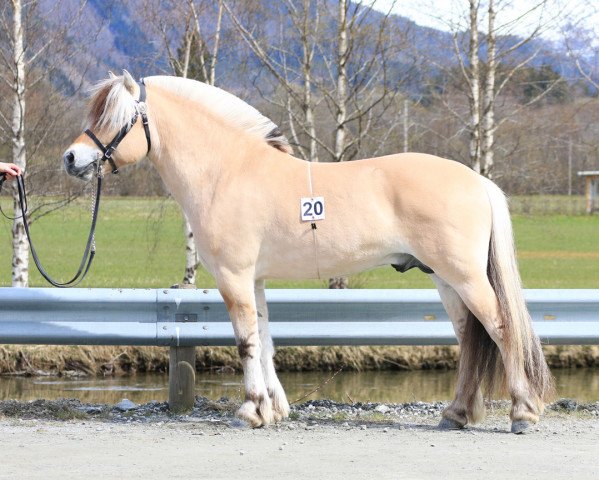 stallion Nygårds Gurven (Fjord Horse, 2017, from Fjell Finn)