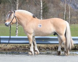 Deckhengst Dreyerstuas Ivan (Fjordpferd, 2017, von Fjell Finn)