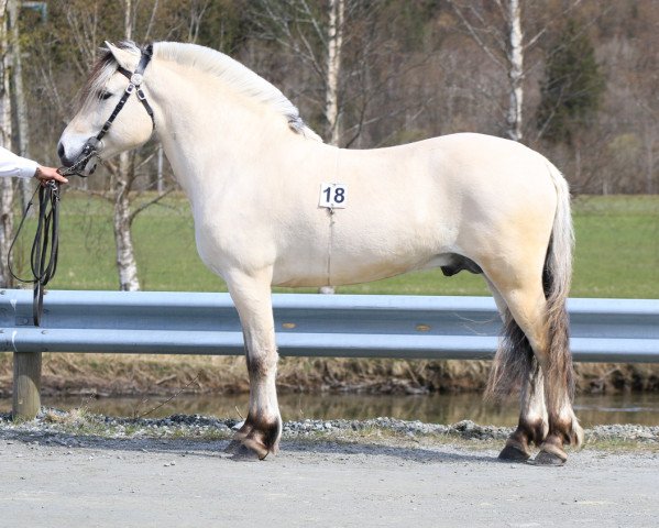 stallion Lunner Runar (Fjord Horse, 2017, from Elvar N.2231)