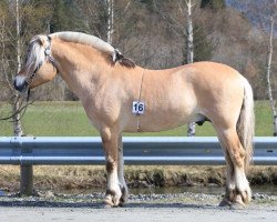 horse Mathisdals Einer (Fjordpferd, 2016, from Volls Birk)